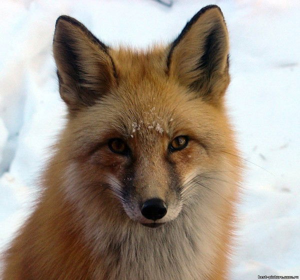 Елена Силайкина