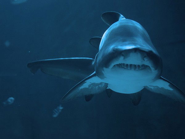 Елена Прекрасная