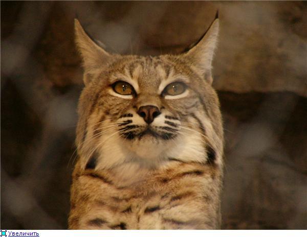 Михаил Косарев