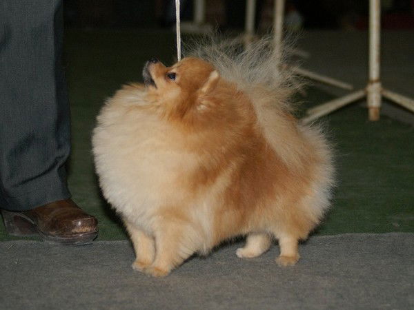 Елена Мирко