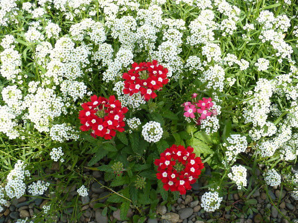 Галина Шиляева