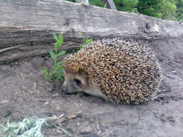 Сергей Сибиряков