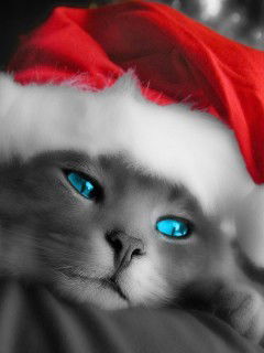 Анастасия Бобкова