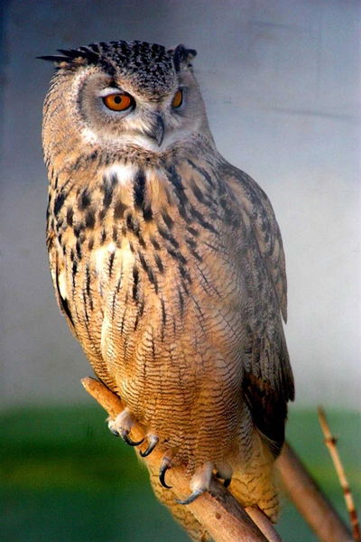 Надежда Хмелевская