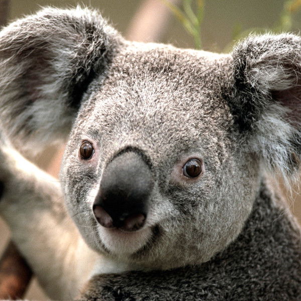 Андрей Павлов