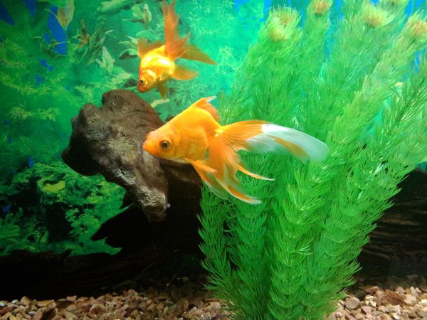 Галина Яковенко