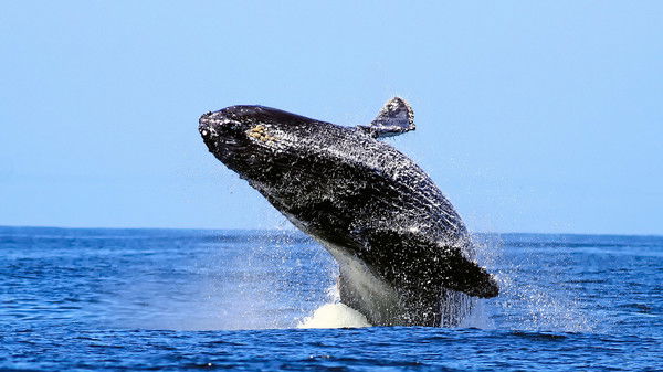 Ани Дамирова