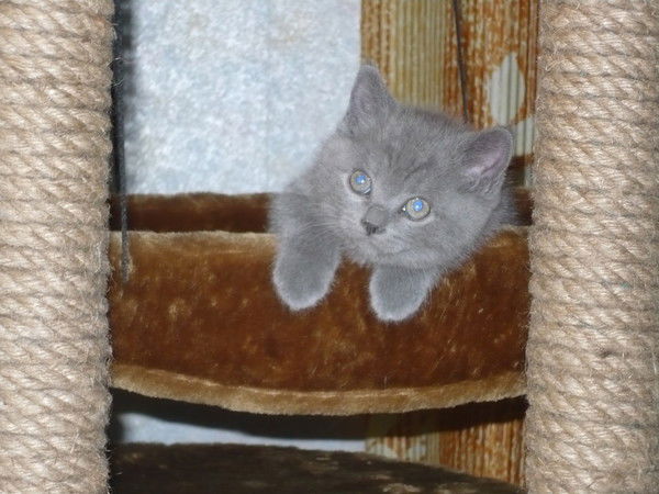 Елена Терентьева