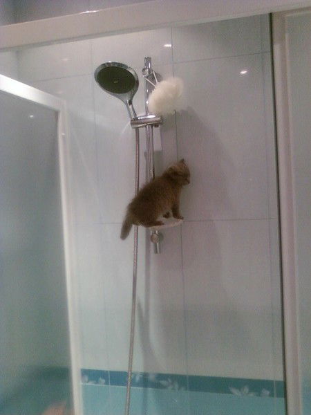 Елена Соболева