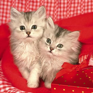 Надя Петрова