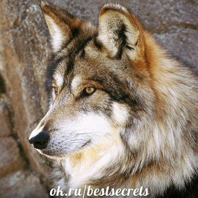 Ислам Хадашев