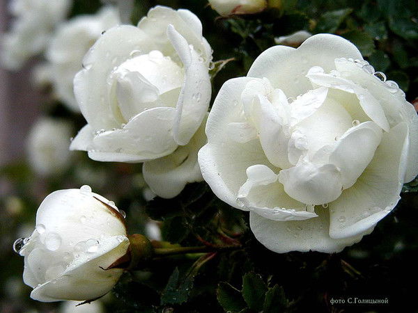 Лязат Жакупбекова