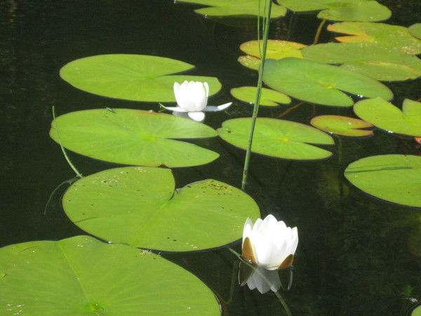 Наталья Алсуфьева