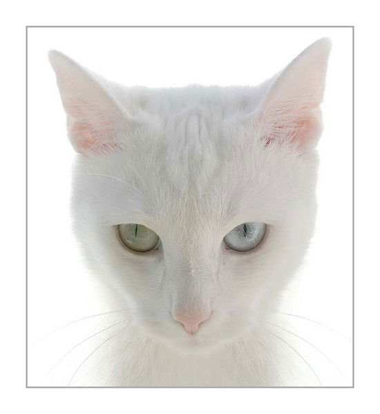 Светлана Ищенко