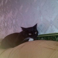 Виктор Пищулин