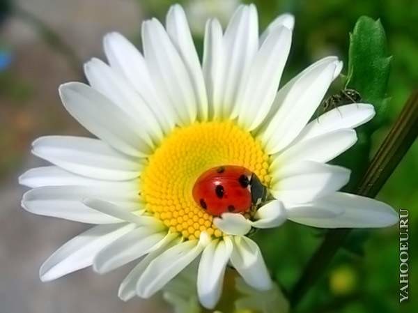 Раиса Николаевна Мишина