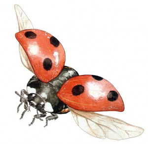 Аня Громова