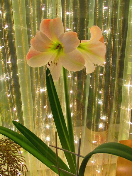 Светлана Тронь