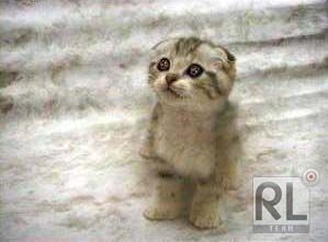 Елена Савельева