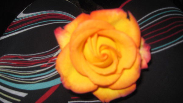 Елена Швецова