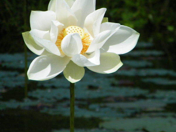 Ирина Торохова