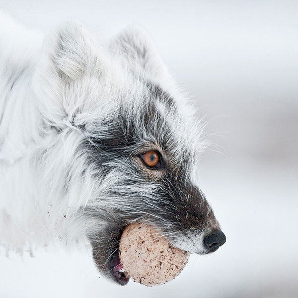 Ласковый Кролег