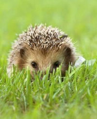 Вера Рязанова