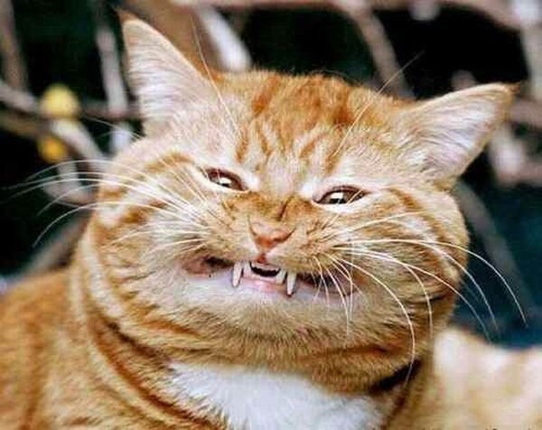 Светлана Кизим