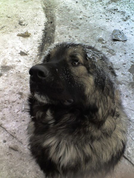 Виктор Ларин