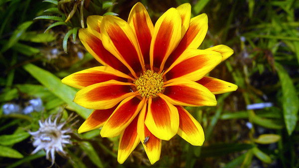 Юлия Иванова