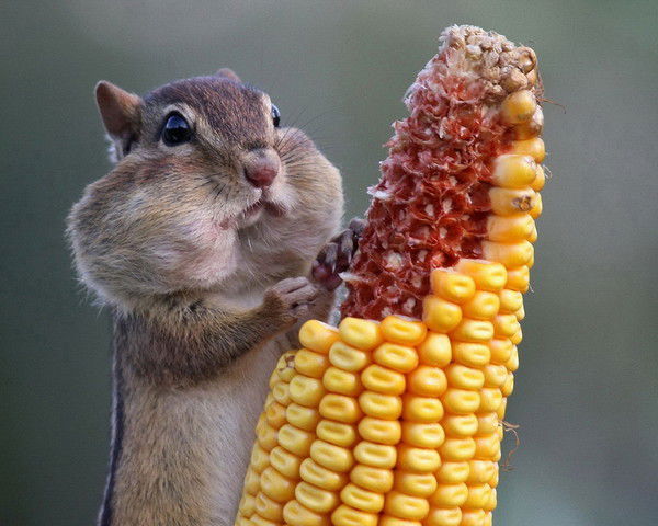 Виталий Жарский