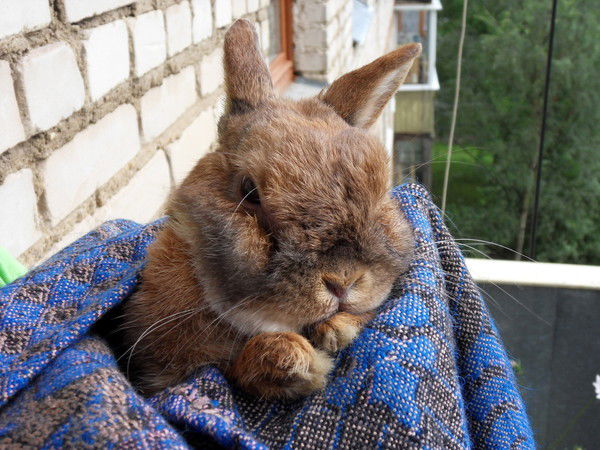 Ольга Алексеевна