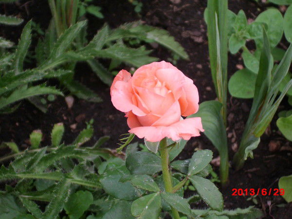 Роза Хабирова