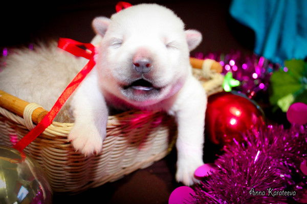 Татьяна Жданова