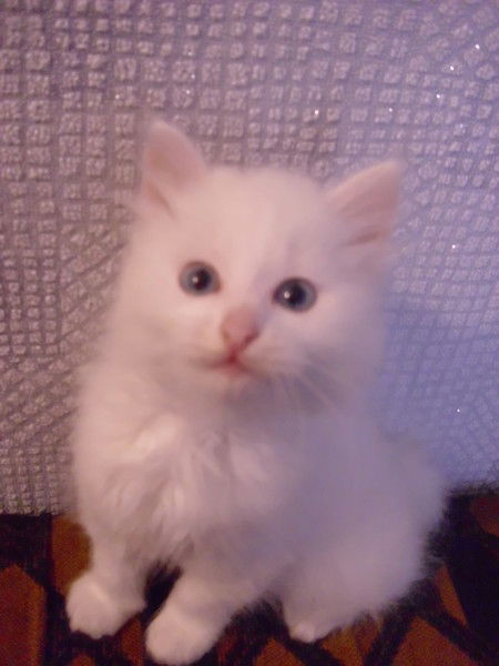 Анатолий Винс