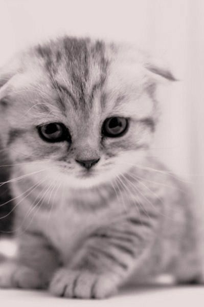 Арина Чикишева