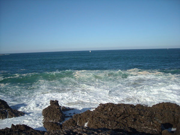 Чайка Океанская