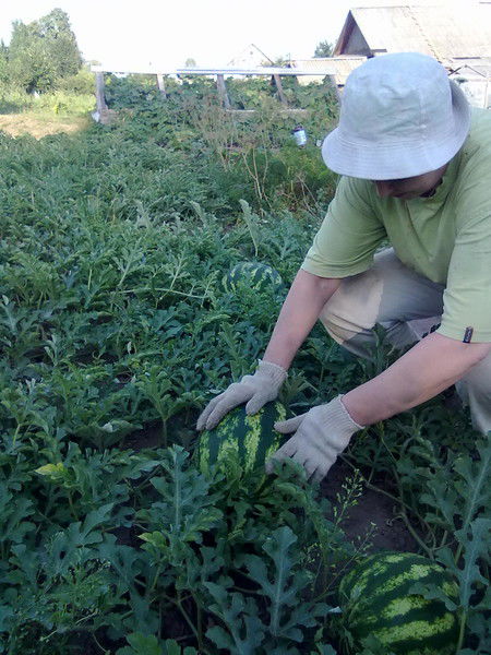 Сергей Дударев