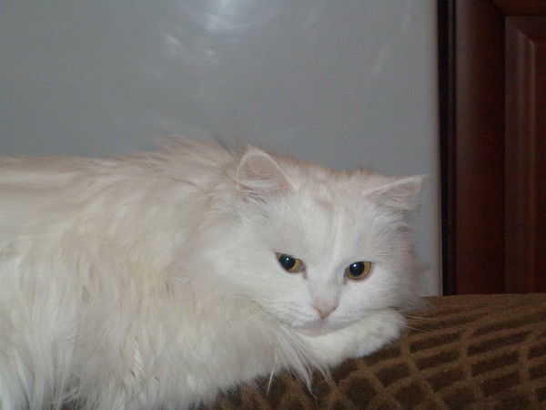 Елена Алёшевна .