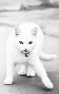 Елена Соколик