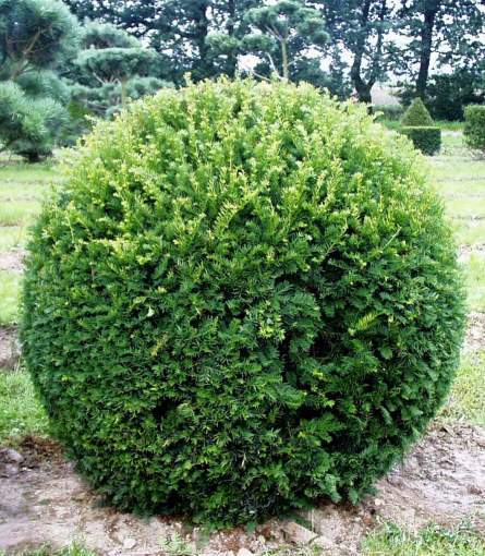 Александр Власов