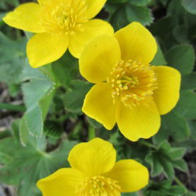 Мария Макарова