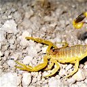 Scorpion Shot