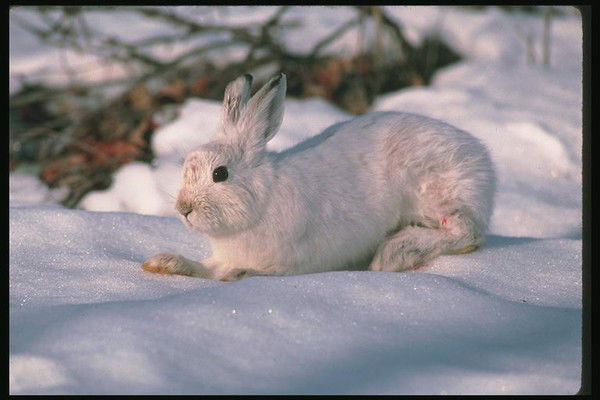 Диляра Кадырова