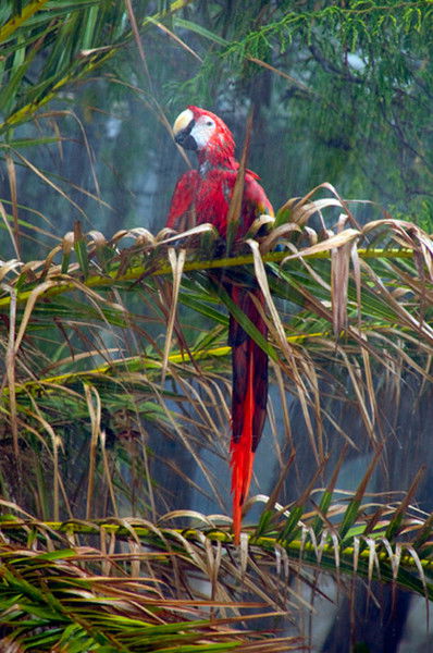 Ирина Францева