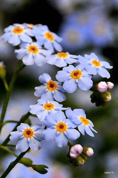 Светлана Свет