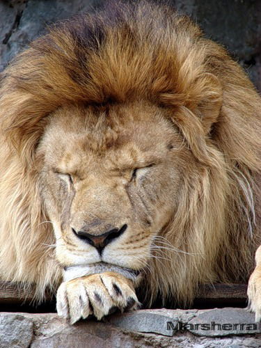 Алексей Трондин