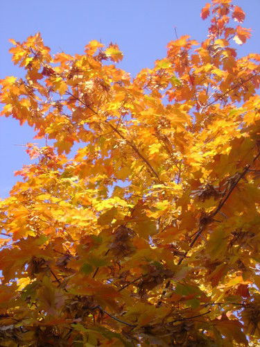 Ольга Лавренкова