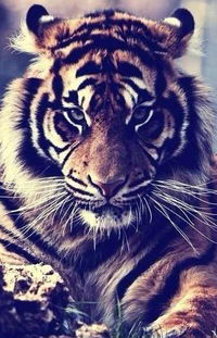 Марика Ереванская