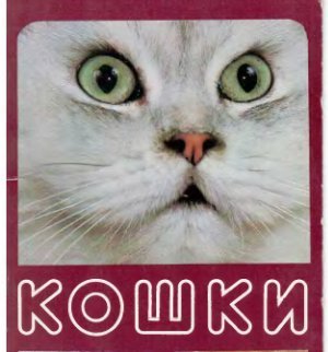 Лесенок Алибаева